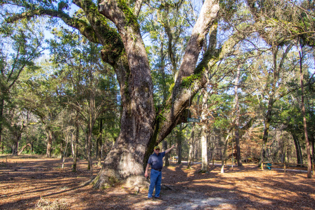 hanging tree in Historic Blakeley State Park