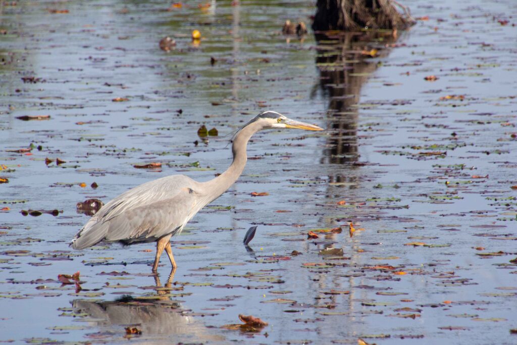 A shore bird wading in marsh water