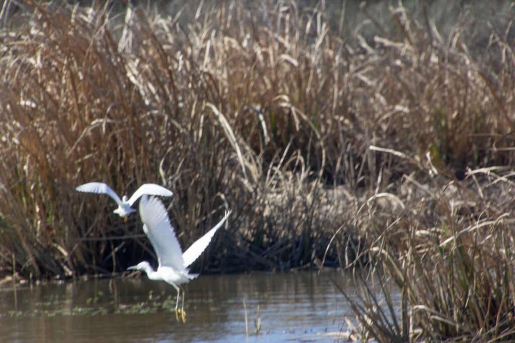 Two seabirds landing in marsh waters near dried sea grasses