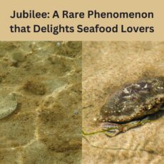 Jubilee: A Rare Phenomenon that Delights Seafood Lovers