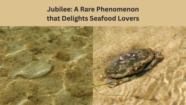 Jubilee: A Rare Phenomenon that Delights Seafood Lovers During a rare phenomenon called a jubilee, folks rush to Mobile Bay's eastern shore for the easy-to-catch flounder and crab. Here's how a jubilee occurs.