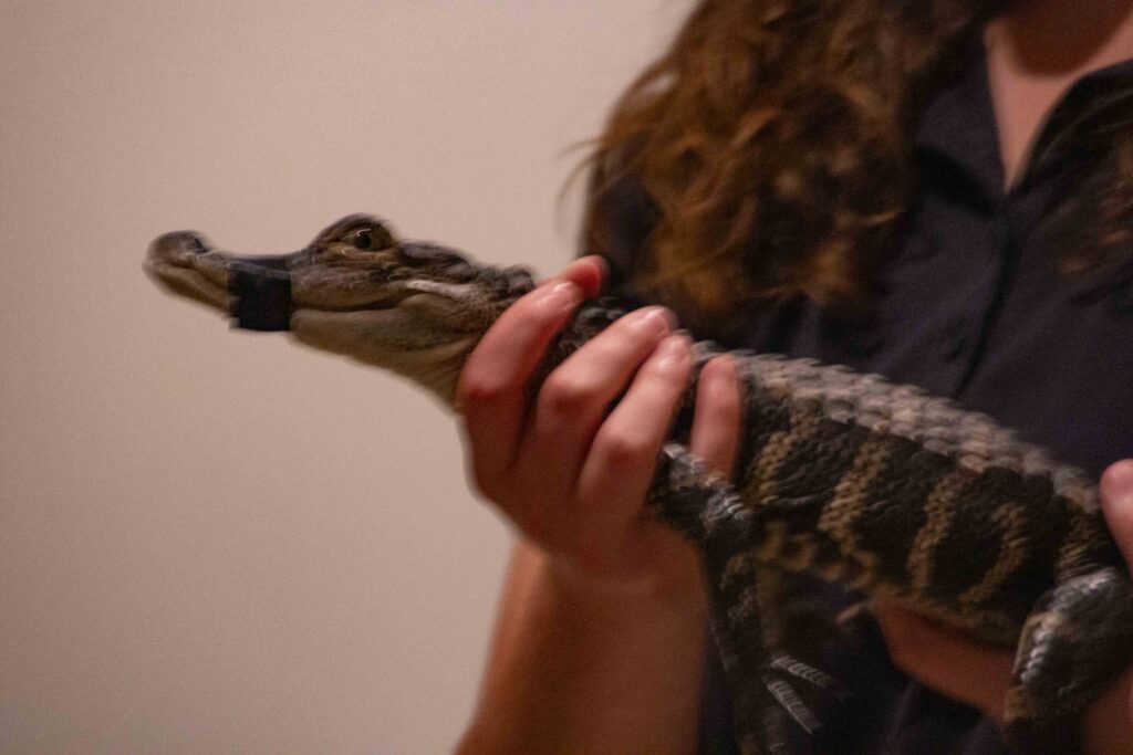 The naturalist holding a baby alligator