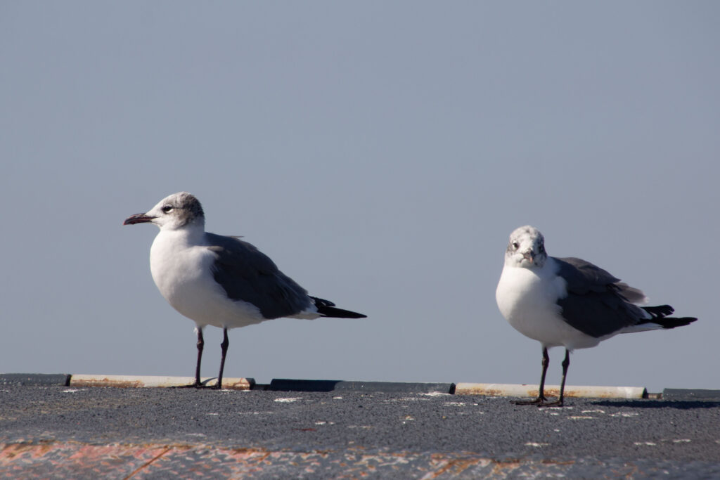 Gulls perched on the ferry