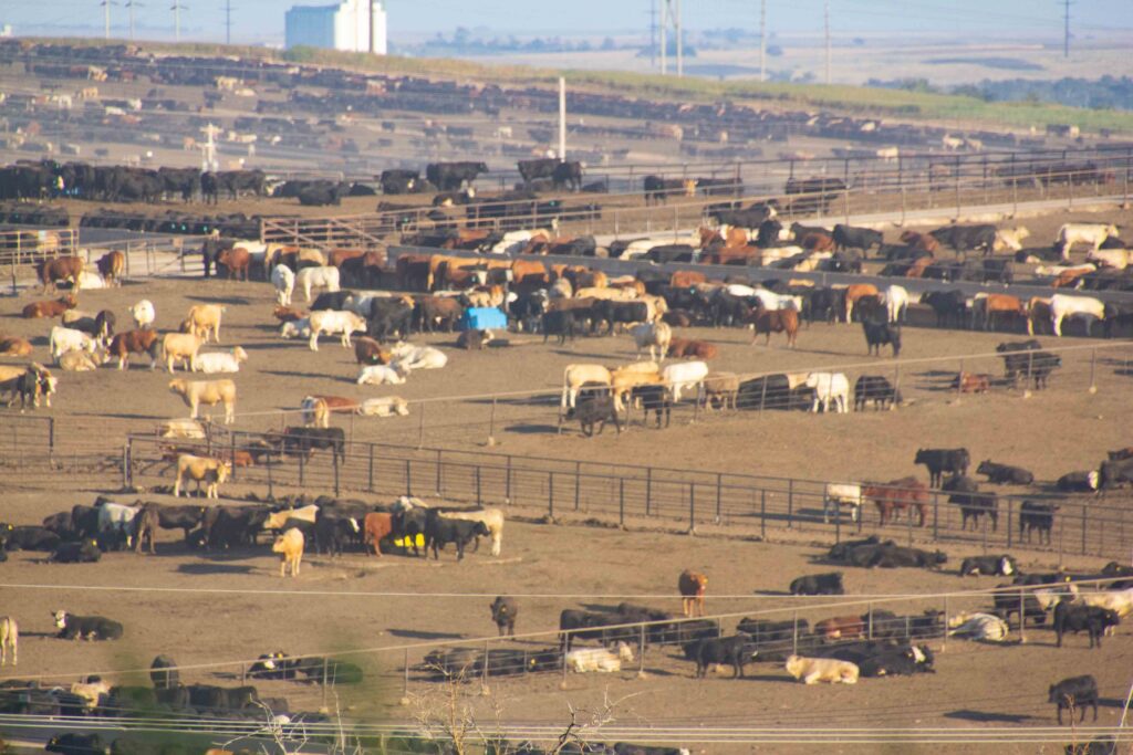 Lots of cattle in a feedlot