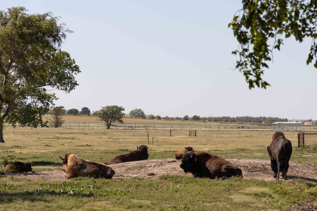 Five bison lying down and one standing in a field.